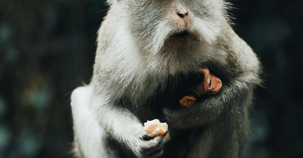 Memahami Peraturan Penyewaan Vila di Bali